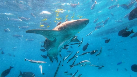 Nurse Shark Snorkeling
